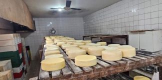 Queijaria Ilegal em Uberaba é Fechada com 250 kg de Produtos Inadequados para Consumo Queijaria Ilegal em Uberaba é Fechada com 250 kg de Produtos Inadequados para Consumo