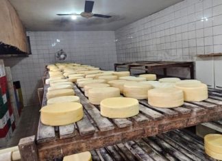 Queijaria Ilegal em Uberaba é Fechada com 250 kg de Produtos Inadequados para Consumo Queijaria Ilegal em Uberaba é Fechada com 250 kg de Produtos Inadequados para Consumo