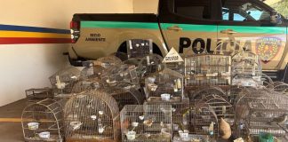 Resgate de 83 Pássaros Silvestres em Cativeiro Durante Ação em Coromandel Resgate de 83 Pássaros Silvestres em Cativeiro Durante Ação em Coromandel