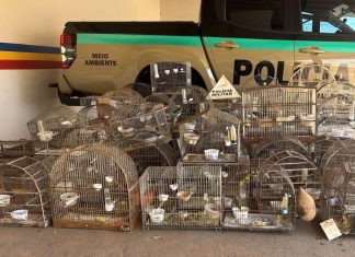 Resgate de 83 Pássaros Silvestres em Cativeiro Durante Ação em Coromandel Resgate de 83 Pássaros Silvestres em Cativeiro Durante Ação em Coromandel