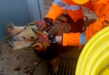 Tamanduá-Mirim Ferido é Resgatado em Empresa na BR-050, em Uberaba Tamanduá-Mirim Ferido é Resgatado em Empresa na BR-050, em Uberaba