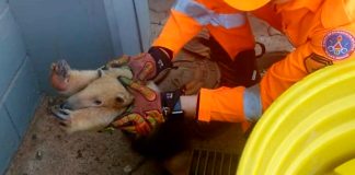 Tamanduá-Mirim Ferido é Resgatado em Empresa na BR-050, em Uberaba Tamanduá-Mirim Ferido é Resgatado em Empresa na BR-050, em Uberaba