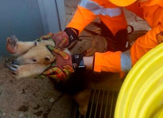 Tamanduá-Mirim Ferido é Resgatado em Empresa na BR-050, em Uberaba Tamanduá-Mirim Ferido é Resgatado em Empresa na BR-050, em Uberaba
