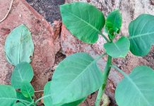 Mulher morre em Patrocínio após intoxicação causada por planta semelhante à couve Mulher morre em Patrocínio após intoxicação causada por planta semelhante à couve