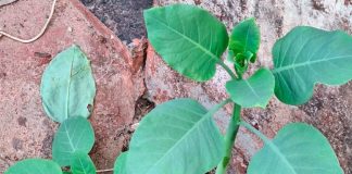 Mulher morre em Patrocínio após intoxicação causada por planta semelhante à couve Mulher morre em Patrocínio após intoxicação causada por planta semelhante à couve