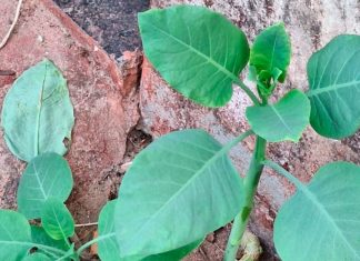 Mulher morre em Patrocínio após intoxicação causada por planta semelhante à couve Mulher morre em Patrocínio após intoxicação causada por planta semelhante à couve