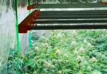 Operação da PM Revela Cultivo de 160 Pés de Maconha em Casa em Uberlândia Operação da PM Revela Cultivo de 160 Pés de Maconha em Casa em Uberlândia