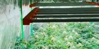 Operação da PM Revela Cultivo de 160 Pés de Maconha em Casa em Uberlândia Operação da PM Revela Cultivo de 160 Pés de Maconha em Casa em Uberlândia