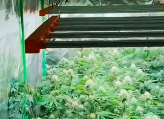 Operação da PM Revela Cultivo de 160 Pés de Maconha em Casa em Uberlândia Operação da PM Revela Cultivo de 160 Pés de Maconha em Casa em Uberlândia