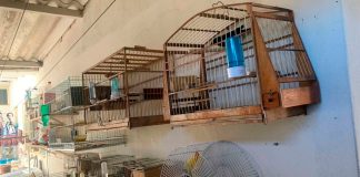 Polícia Apreende Passarinhos Silvestres em Operação em Uberaba Polícia Apreende Passarinhos Silvestres em Operação em Uberaba