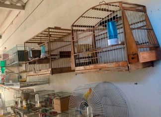 Polícia Apreende Passarinhos Silvestres em Operação em Uberaba Polícia Apreende Passarinhos Silvestres em Operação em Uberaba