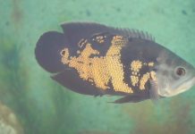 Aquário Municipal de Uberlândia encerra atividades e doa peixes Aquário Municipal de Uberlândia encerra atividades e doa peixes