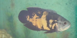 Aquário Municipal de Uberlândia encerra atividades e doa peixes Aquário Municipal de Uberlândia encerra atividades e doa peixes