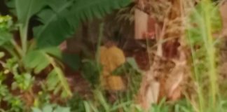 Corpo na BR-050 Indica Execução; Polícia Prende Suspeitos em Uberaba Corpo na BR-050 Indica Execução; Polícia Prende Suspeitos em Uberaba