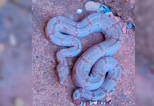 Jiboia Intrusa: Cobra Surpreende Moradores de Uberlândia e Aciona Bombeiros Jiboia Intrusa: Cobra Surpreende Moradores de Uberlândia e Aciona Bombeiros