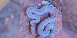 Jiboia Intrusa: Cobra Surpreende Moradores de Uberlândia e Aciona Bombeiros Jiboia Intrusa: Cobra Surpreende Moradores de Uberlândia e Aciona Bombeiros