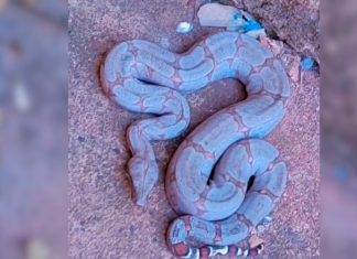 Jiboia Intrusa: Cobra Surpreende Moradores de Uberlândia e Aciona Bombeiros Jiboia Intrusa: Cobra Surpreende Moradores de Uberlândia e Aciona Bombeiros