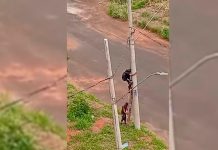 Moradores de Uberlândia Capturam Dupla em Ação com Escada Tentando Roubar Fios Moradores de Uberlândia Capturam Dupla em Ação com Escada Tentando Roubar Fios
