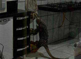 Ouriço invade casa em Patos de Minas, quebra copos e escapa dos bombeiros Ouriço invade casa em Patos de Minas, quebra copos e escapa dos bombeiros