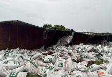 Acidente na MGC-497: carreta com ração de peixe capota após falha mecânica Acidente na MGC-497: carreta com ração de peixe capota após falha mecânica