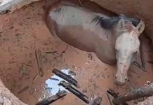 Bombeiros salvam cavalo que caiu em fossa em zona rural de Unaí Bombeiros salvam cavalo que caiu em fossa em zona rural de Unaí