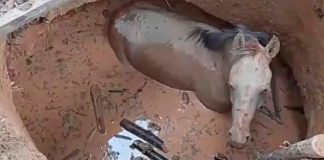 Bombeiros salvam cavalo que caiu em fossa em zona rural de Unaí Bombeiros salvam cavalo que caiu em fossa em zona rural de Unaí