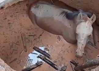Bombeiros salvam cavalo que caiu em fossa em zona rural de Unaí Bombeiros salvam cavalo que caiu em fossa em zona rural de Unaí