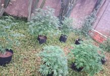 Estufa de Maconha é Encontrada em Uberlândia Após Denúncia Anônima Estufa de Maconha é Encontrada em Uberlândia Após Denúncia Anônima