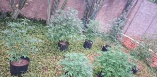 Estufa de Maconha é Encontrada em Uberlândia Após Denúncia Anônima Estufa de Maconha é Encontrada em Uberlândia Após Denúncia Anônima