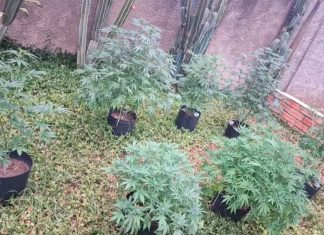 Estufa de Maconha é Encontrada em Uberlândia Após Denúncia Anônima Estufa de Maconha é Encontrada em Uberlândia Após Denúncia Anônima