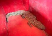 Jacaré é Resgatado em Aeroporto de Patos de Minas Jacaré é Resgatado em Aeroporto de Patos de Minas