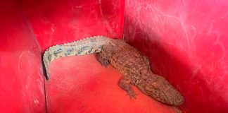 Jacaré é Resgatado em Aeroporto de Patos de Minas Jacaré é Resgatado em Aeroporto de Patos de Minas