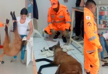 Lobo-Guará é Vítima de Tiro na Zona Rural de Perdizes e Não Sobrevive ao Resgate Lobo-Guará é Vítima de Tiro na Zona Rural de Perdizes e Não Sobrevive ao Resgate
