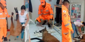 Lobo-Guará é Vítima de Tiro na Zona Rural de Perdizes e Não Sobrevive ao Resgate Lobo-Guará é Vítima de Tiro na Zona Rural de Perdizes e Não Sobrevive ao Resgate