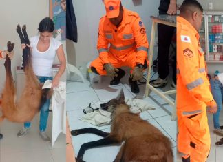 Lobo-Guará é Vítima de Tiro na Zona Rural de Perdizes e Não Sobrevive ao Resgate Lobo-Guará é Vítima de Tiro na Zona Rural de Perdizes e Não Sobrevive ao Resgate