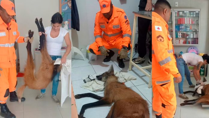 Lobo-Guará é Vítima de Tiro na Zona Rural de Perdizes e Não Sobrevive ao Resgate