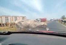 Nova Lei Impede Permanência de Animais de Grande Porte em Uberlândia Nova Lei Impede Permanência de Animais de Grande Porte em Uberlândia