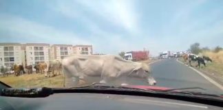 Nova Lei Impede Permanência de Animais de Grande Porte em Uberlândia Nova Lei Impede Permanência de Animais de Grande Porte em Uberlândia