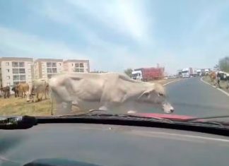 Nova Lei Impede Permanência de Animais de Grande Porte em Uberlândia Nova Lei Impede Permanência de Animais de Grande Porte em Uberlândia