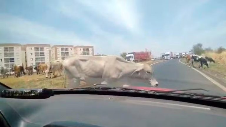 Nova Lei Impede Permanência de Animais de Grande Porte em Uberlândia