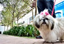 Nova Lei em Uberlândia Regulamenta Espaços Pet Friendly e Responsabiliza Tutores Nova Lei em Uberlândia Regulamenta Espaços Pet Friendly e Responsabiliza Tutores