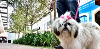 Nova Lei em Uberlândia Regulamenta Espaços Pet Friendly e Responsabiliza Tutores Nova Lei em Uberlândia Regulamenta Espaços Pet Friendly e Responsabiliza Tutores