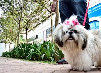Nova Lei em Uberlândia Regulamenta Espaços Pet Friendly e Responsabiliza Tutores Nova Lei em Uberlândia Regulamenta Espaços Pet Friendly e Responsabiliza Tutores