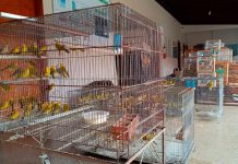 Polícia Descobre Cativeiros Irregulares de Aves com Multas de Até R$ 500 Mil Polícia Descobre Cativeiros Irregulares de Aves com Multas de Até R$ 500 Mil