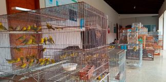 Polícia Descobre Cativeiros Irregulares de Aves com Multas de Até R$ 500 Mil Polícia Descobre Cativeiros Irregulares de Aves com Multas de Até R$ 500 Mil