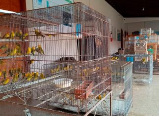 Polícia Descobre Cativeiros Irregulares de Aves com Multas de Até R$ 500 Mil Polícia Descobre Cativeiros Irregulares de Aves com Multas de Até R$ 500 Mil