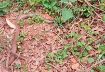 Resgate de Cobra em Uberlândia: Bombeiros Atendem Ocorrência no Martins Resgate de Cobra em Uberlândia: Bombeiros Atendem Ocorrência no Martins