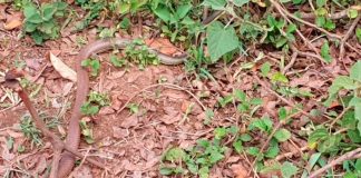 Resgate de Cobra em Uberlândia: Bombeiros Atendem Ocorrência no Martins Resgate de Cobra em Uberlândia: Bombeiros Atendem Ocorrência no Martins