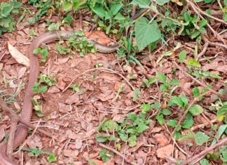 Resgate de Cobra em Uberlândia: Bombeiros Atendem Ocorrência no Martins Resgate de Cobra em Uberlândia: Bombeiros Atendem Ocorrência no Martins
