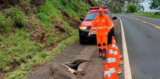 Tamanduá-Bandeira Ferido Chama Atenção dos Bombeiros na BR-262 Tamanduá-Bandeira Ferido Chama Atenção dos Bombeiros na BR-262
